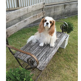 dog.gif